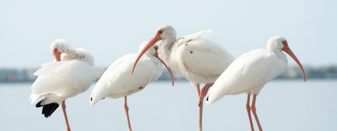 white ibis 