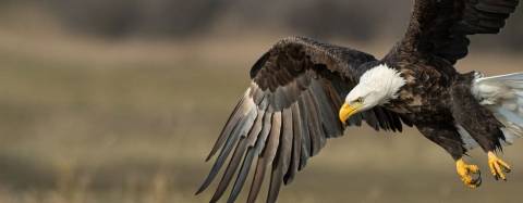 Bald Eagle