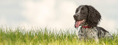 dog laying in grass