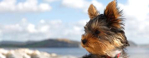 Yorkie sitting