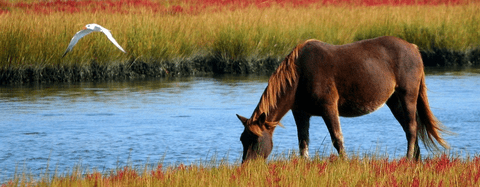 horse drinking water