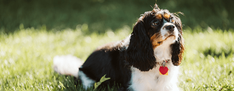 dog sitting in grass