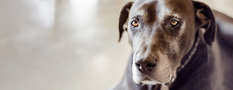 senior dog