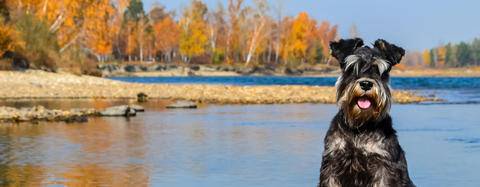 Schnauzer sitting by water