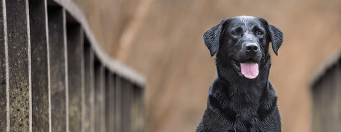 Black Lab