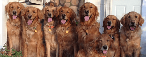 Golden retrievers