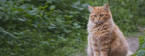 orange cat