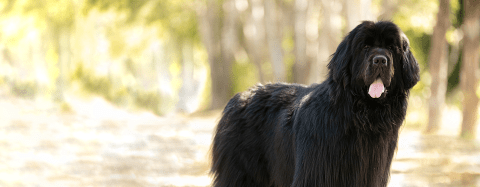 Newfoundland Dog