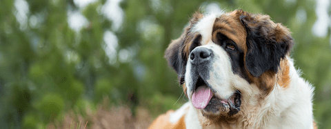 Saint Bernard