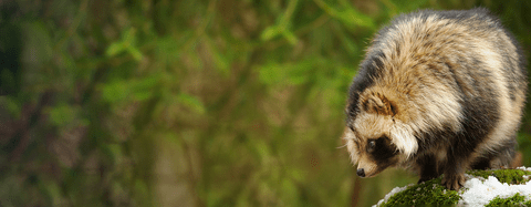 A tanuki perches on a mossy rock in nature.