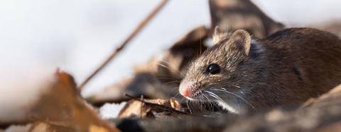 Pacific Pocket Mouse