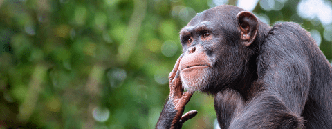 chimpanzee
