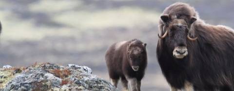 muskoxen
