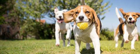 Beagle with ball