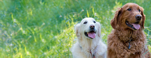 golden retrievers 