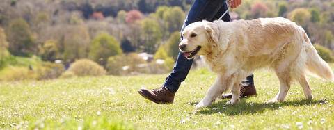 golden retriever