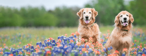 Golden retrievers 