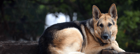 German shepherd 