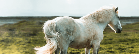 horse
