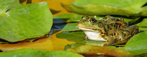frog