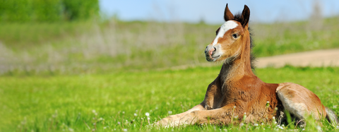 Foal