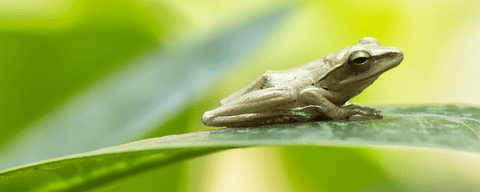 frog