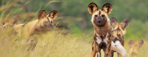 Wild Dog