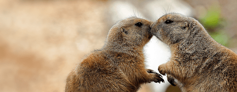 Prairie Dogs