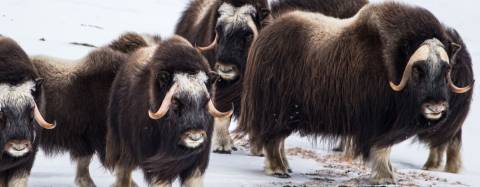 Muskoxen