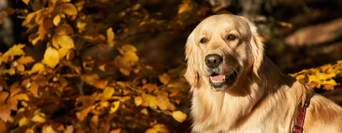 Golden Retriever 