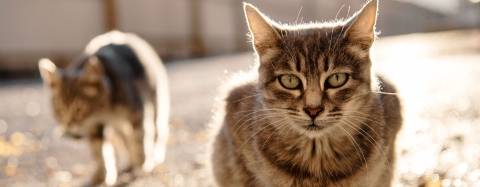 cats