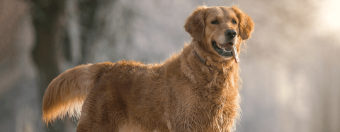 Golden retriever 