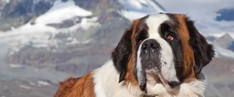 Saint Bernard