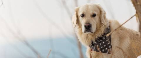 Golden Retriever