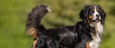 Bernese Mountain Dog