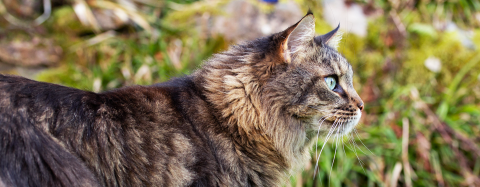 cat