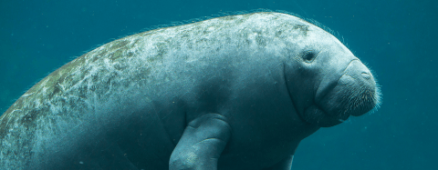 manatee