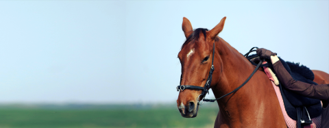 horse
