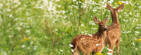 baby deer