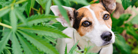 Dog in cannabis leaves