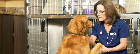 veterinarian and dog