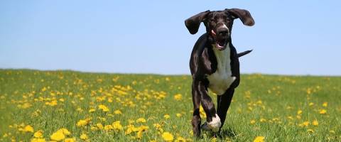 Dog running in field