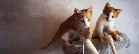 Two orange and white kittens play on a carpeted cat tree