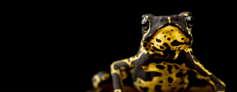 harlequin frog