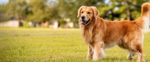 Golden Retriever