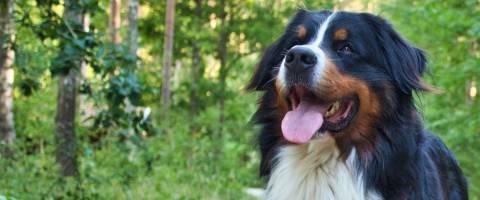 Bernese mountain dog