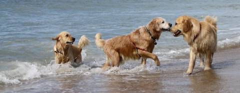 golden retrievers