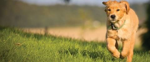 Golden Retriever