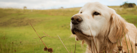 Golden Retriever 