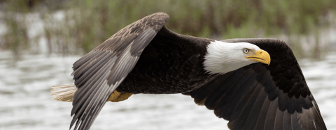 Bald eagle